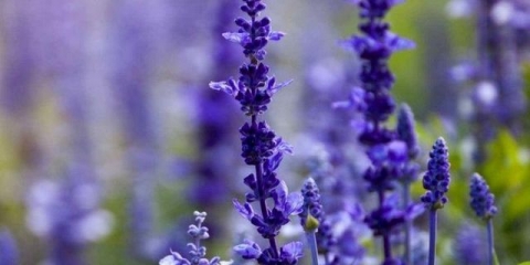 Koje cvijeće se može posaditi prije zime sjemenkama na otvorenom tlu